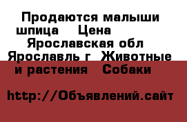 Продаются малыши шпица. › Цена ­ 20 000 - Ярославская обл., Ярославль г. Животные и растения » Собаки   